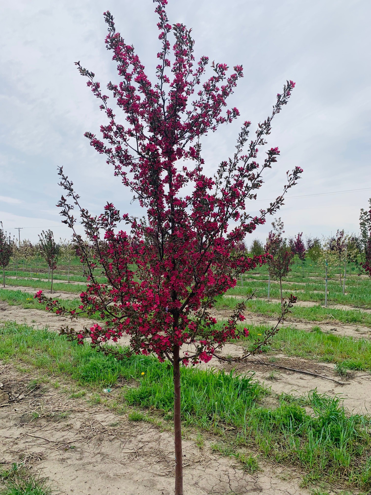 Malus Purple Prince Crabapple 