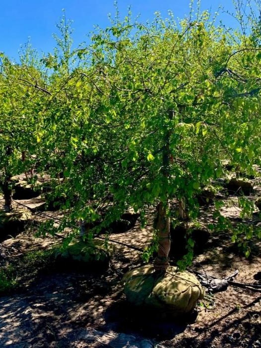 Malus Red Jade Crabapple 