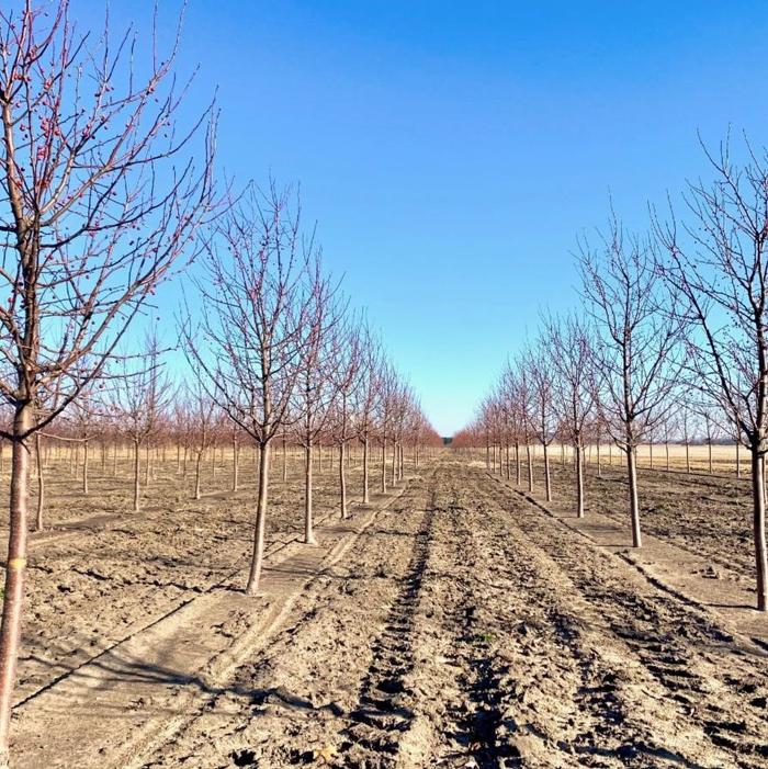 Malus Red Jewel™ Crabapple 