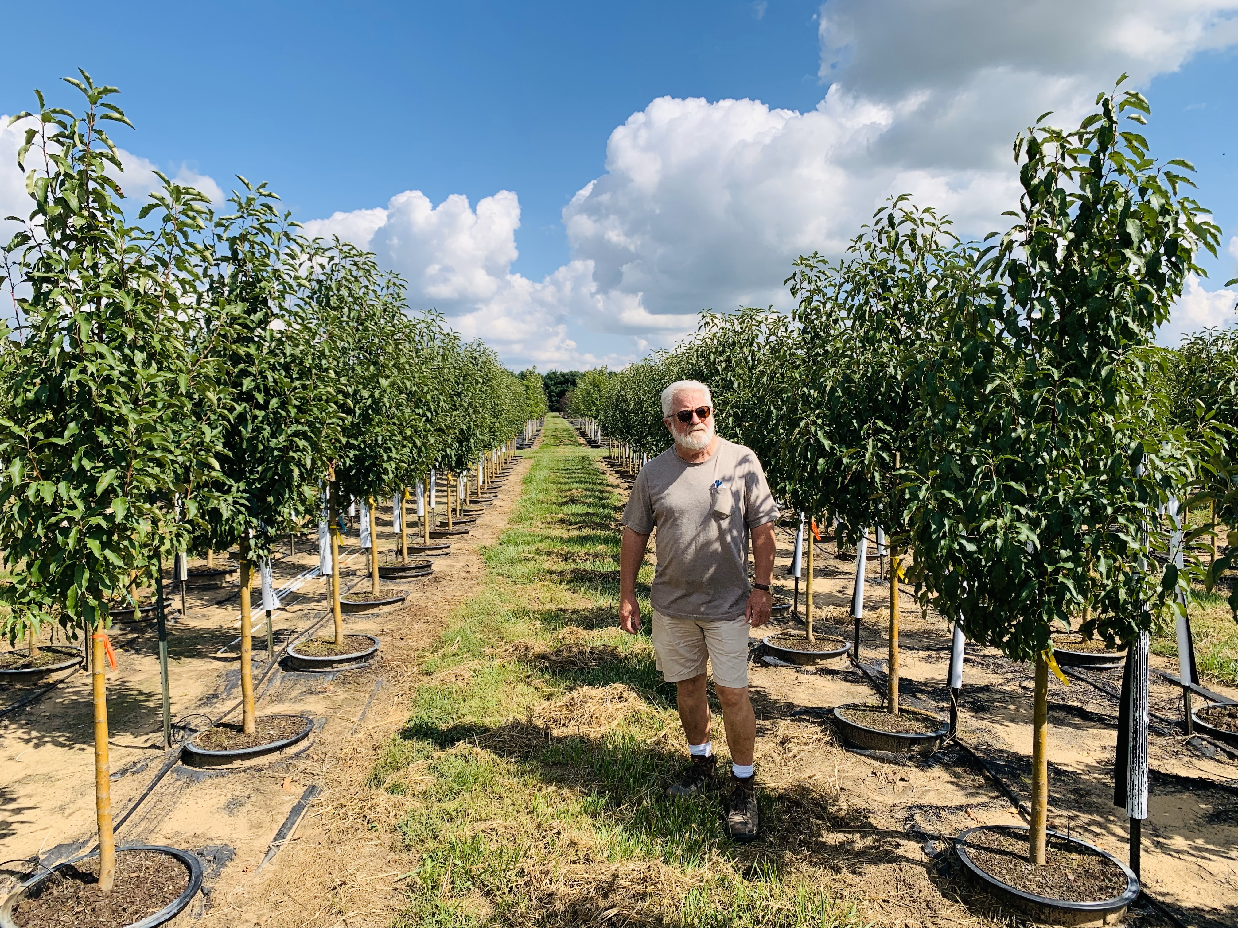 Malus Spring Snow Crabapple 