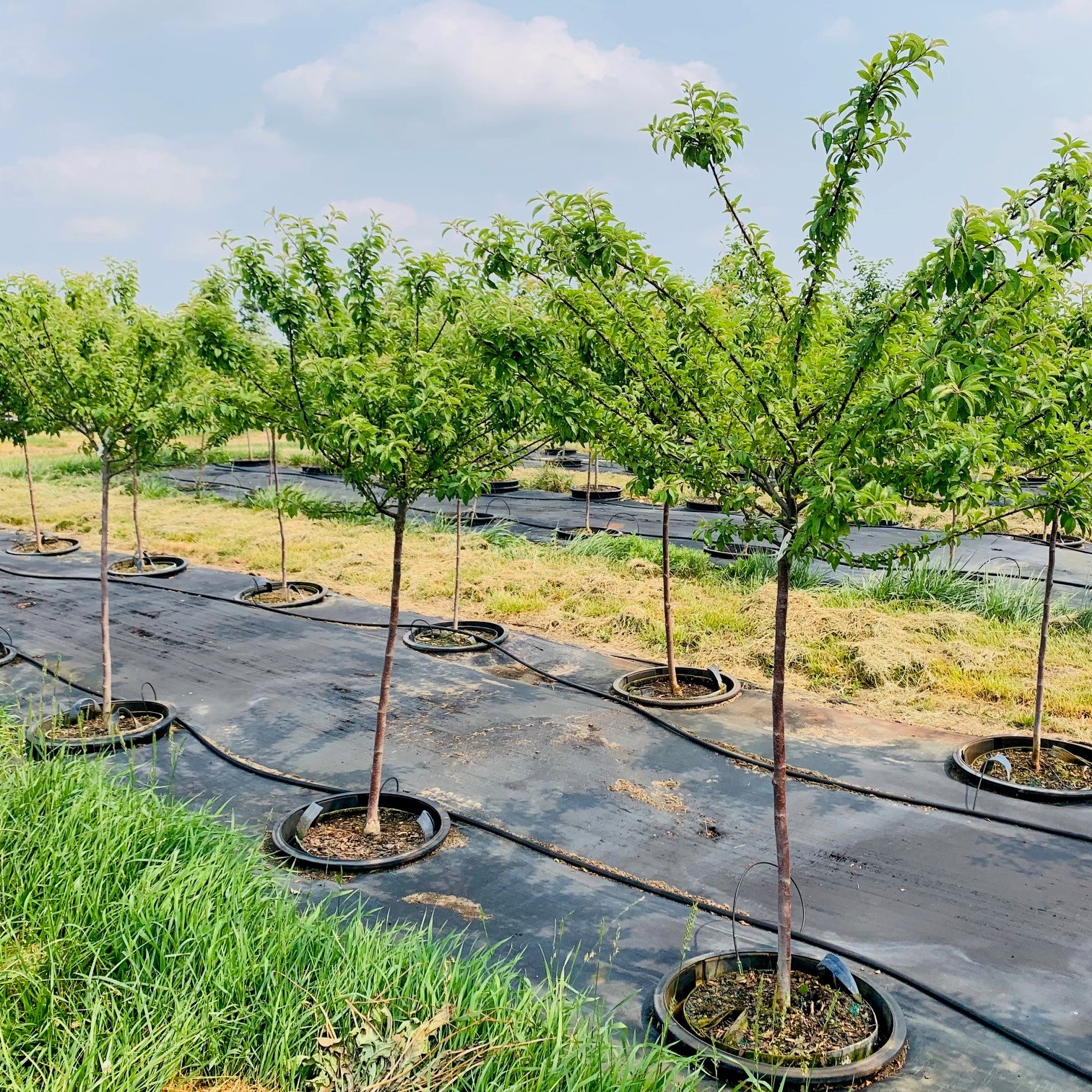 Malus 'Coralcole' Coralburst® Crabapple 