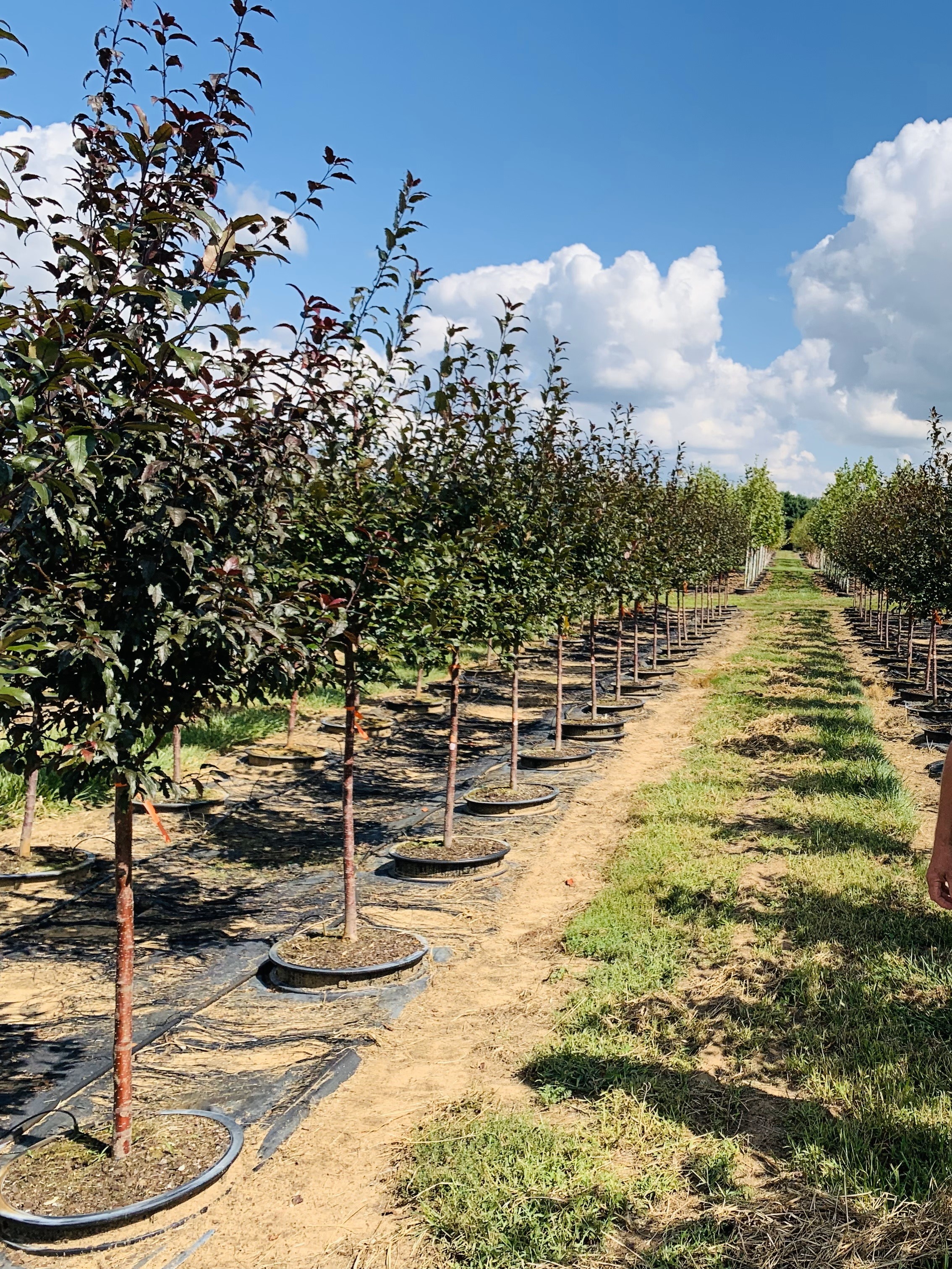 Malus Prairifire Crabapple 