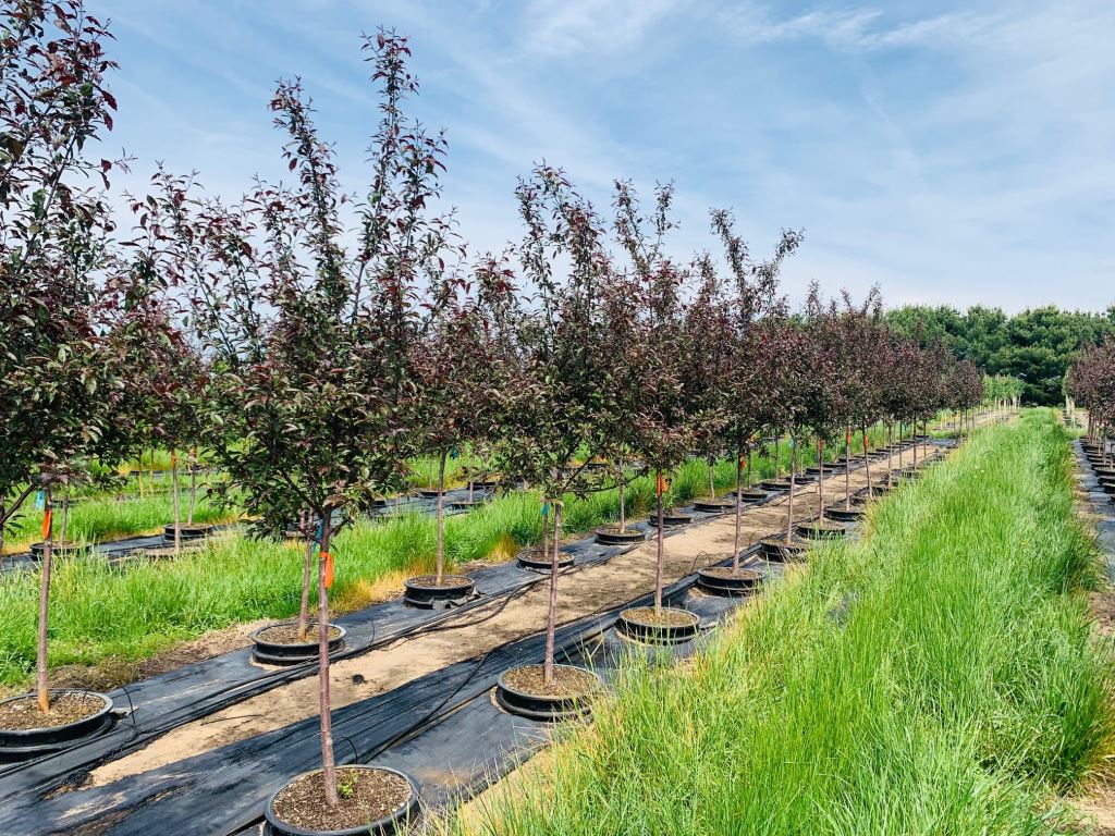 Malus 'JFS-KWS' Royal Raindrops® Crabapple 