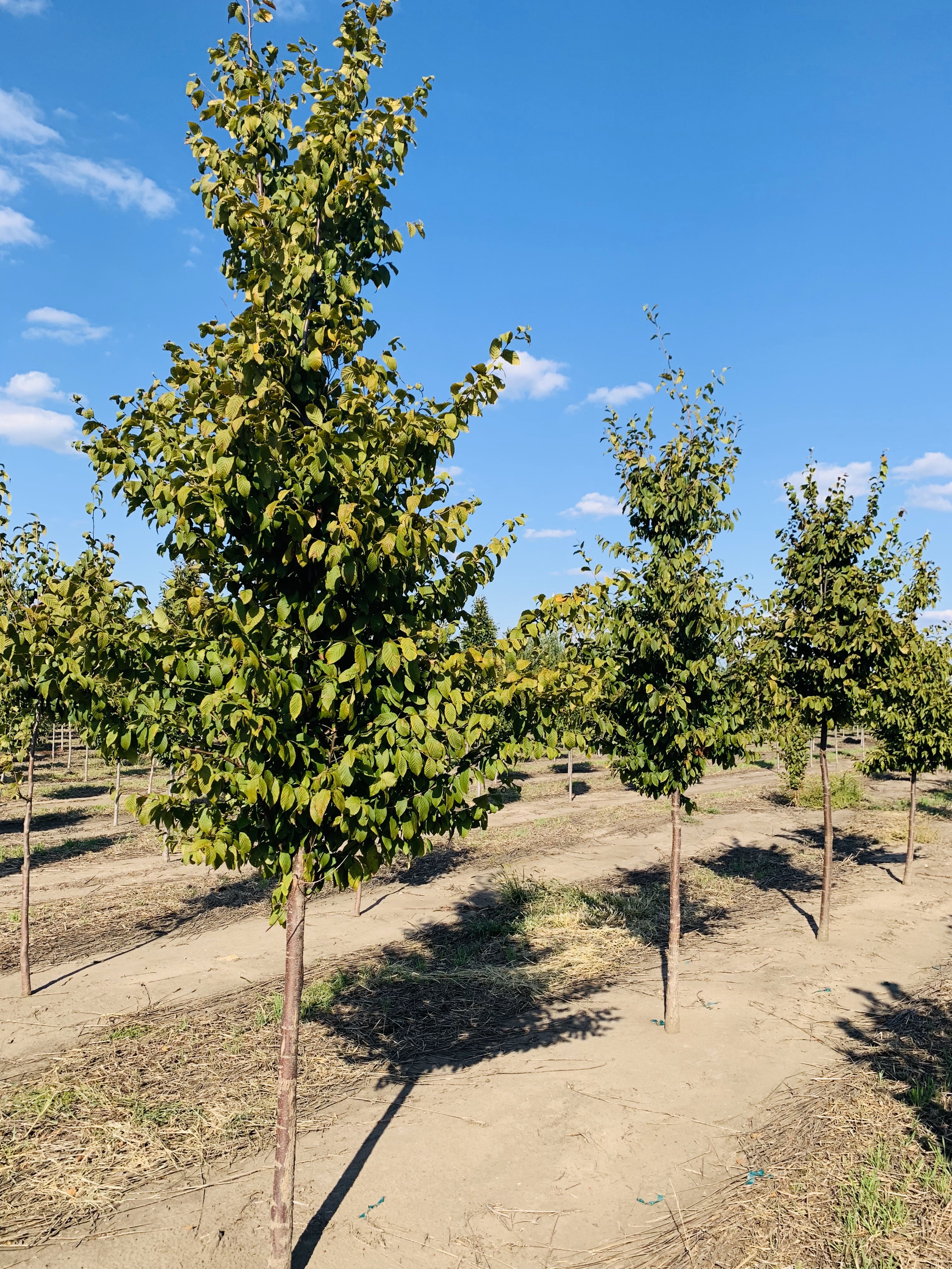 Ostrya virginiana Hophornbeam (American Ironwood) 