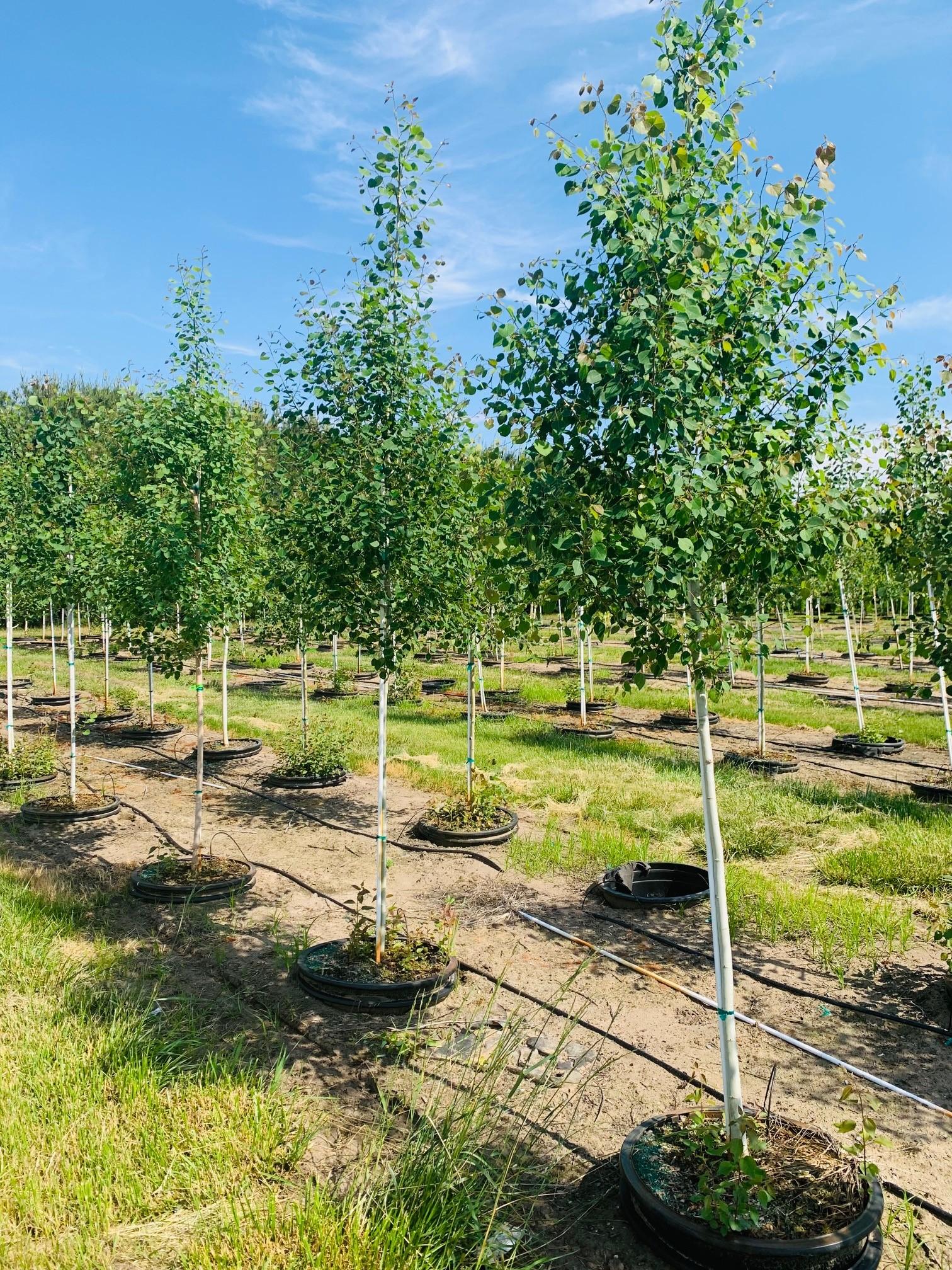 Populus tremuloides <br> Quaking Aspen 