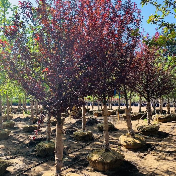 Prunus cerasifera Newport Flowering Plum 