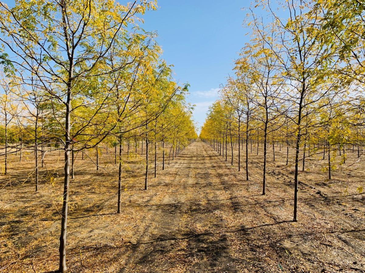 Gleditsia tri. inermis Skyline Honeylocust 