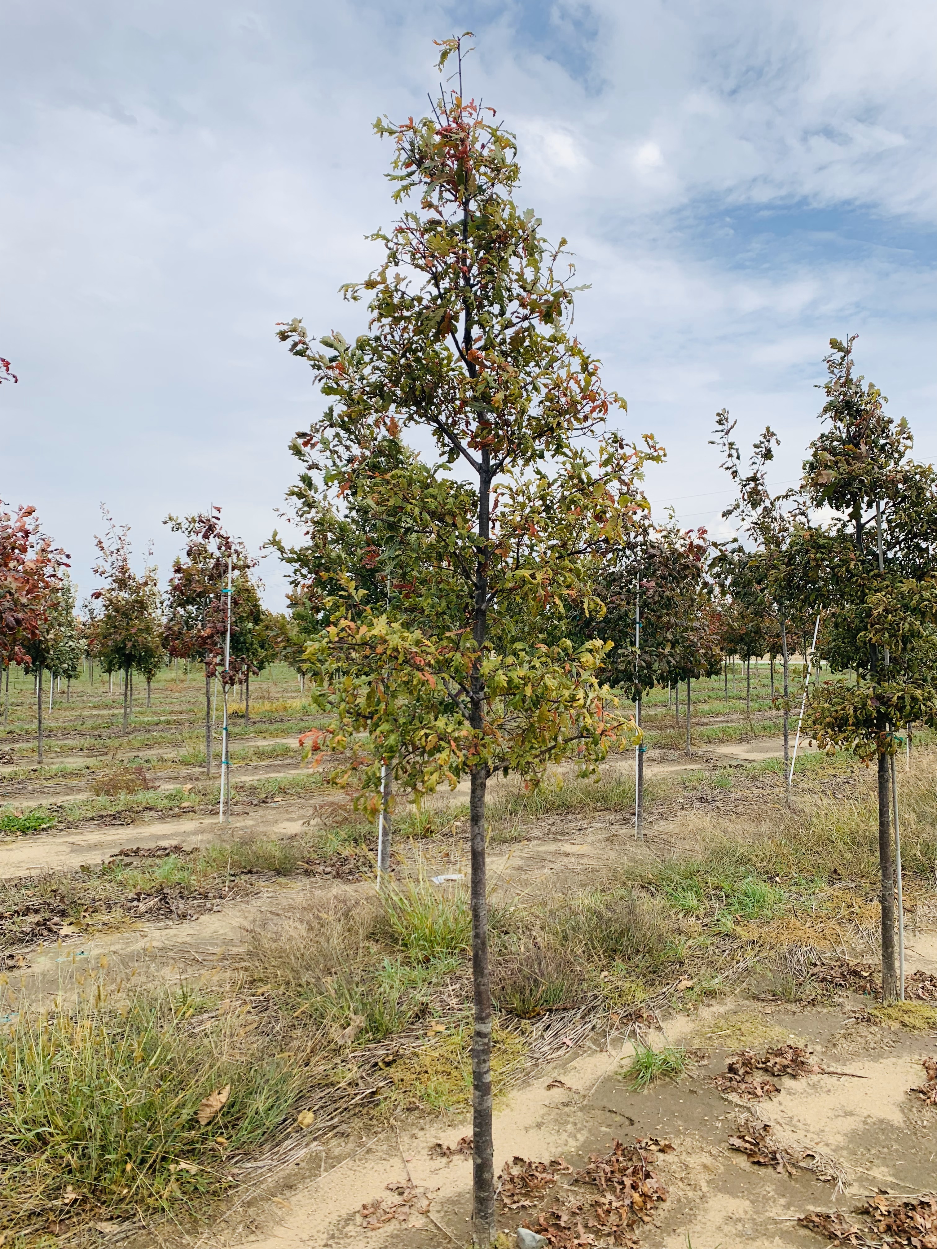 Quercus alba White Oak 