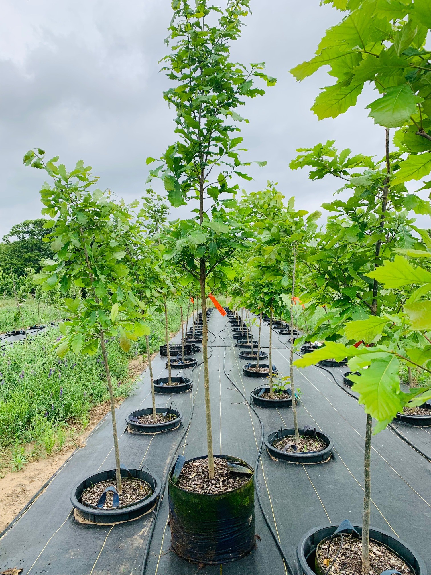 Quercus bicolor Swamp White Oak 