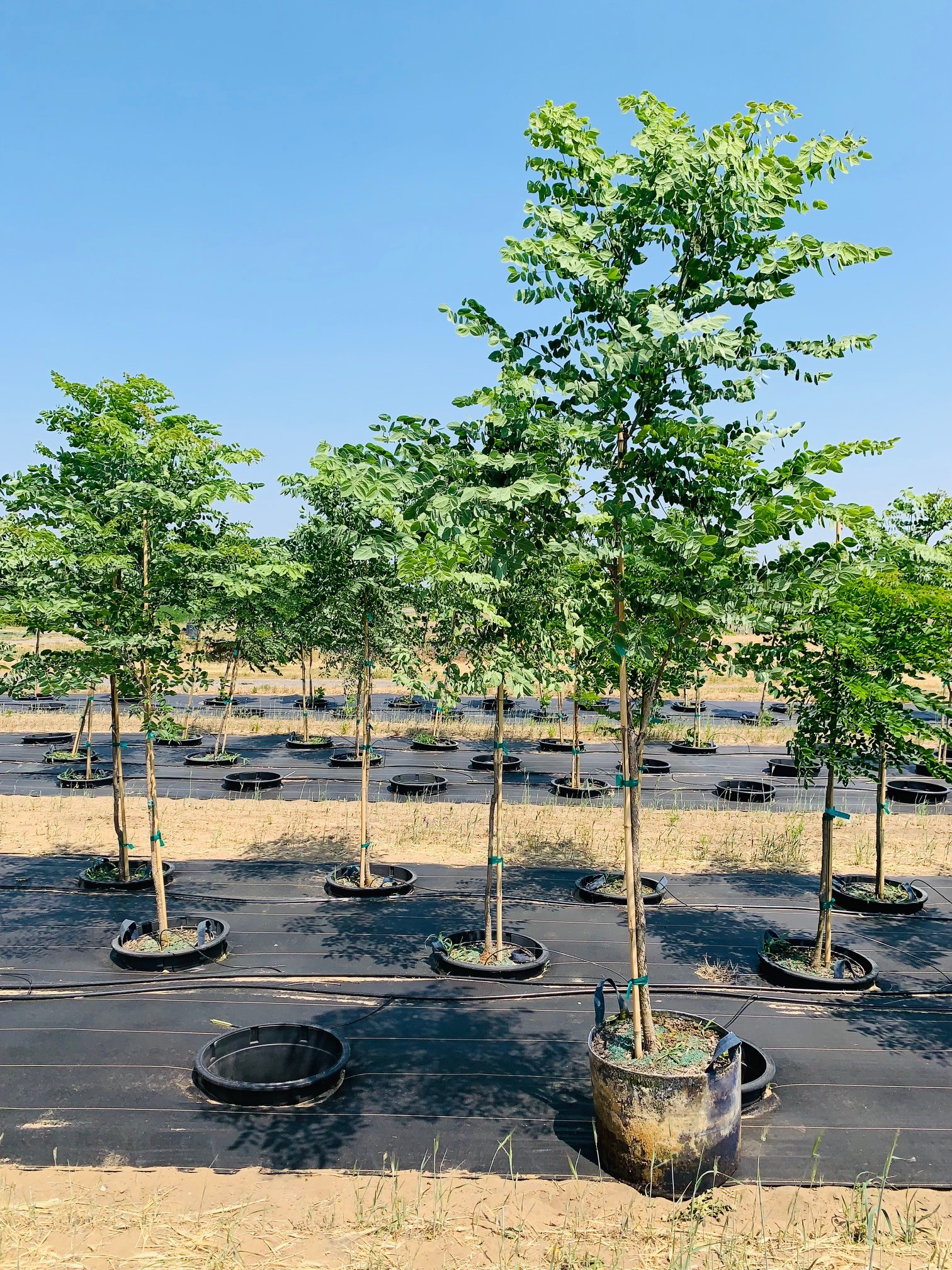 Gymnocladus dioicus Kentucky Coffeetree 