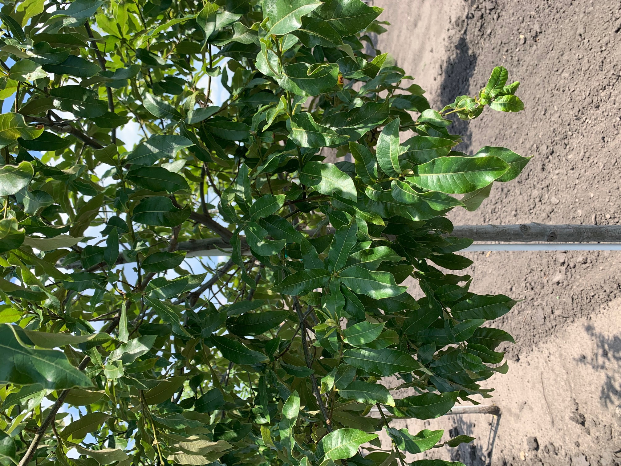 Quercus imbricaria Shingle Oak 