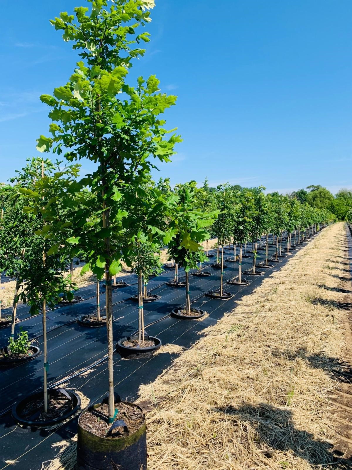 Quercus macrocarpa Bur Oak 