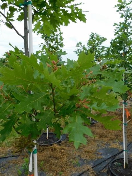 Quercus rubra Northern Red Oak 