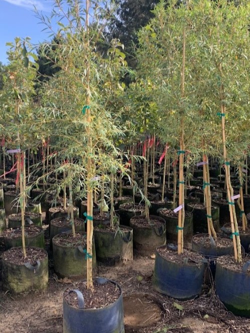 Salix alba 'Tristis' Golden Niobe Weeping Willow 