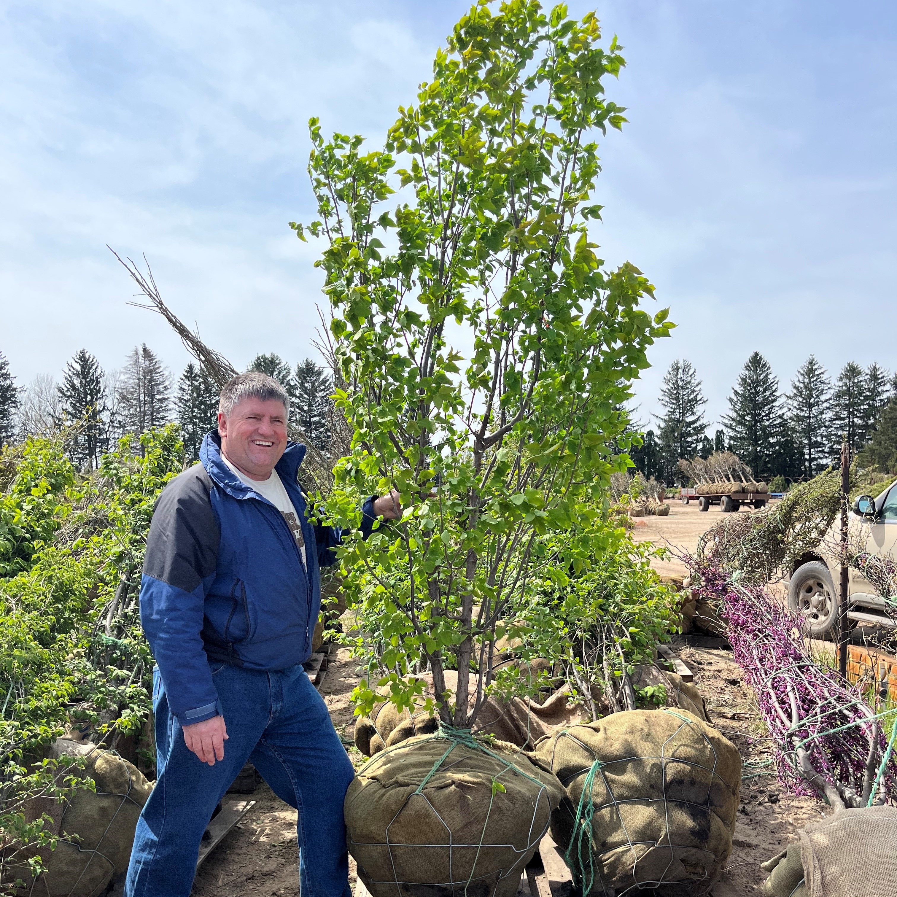 Syringa reticulata Japanese Tree Lilac 