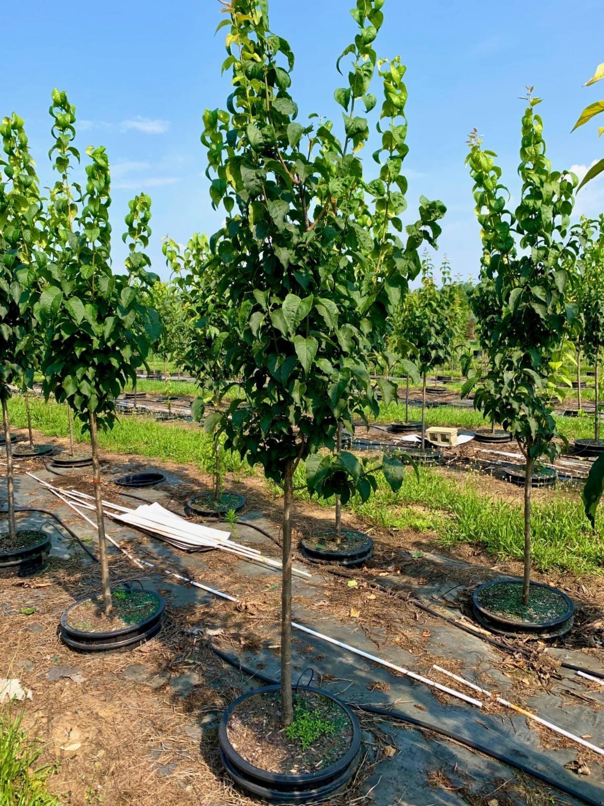 Syringa reticulata Ivory Silk® Japanese Tree Lilac 