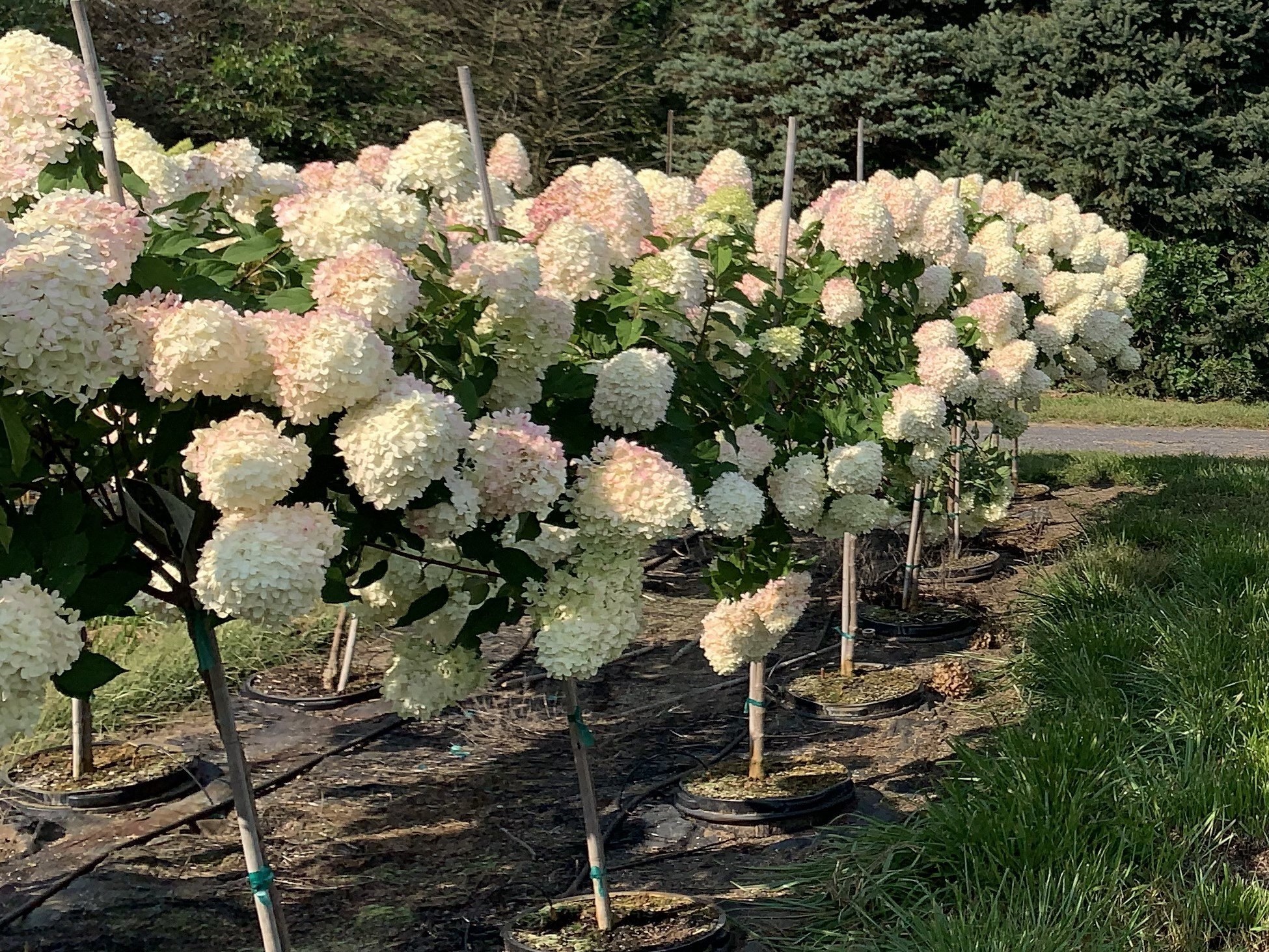 Hydrangea paniculata Limelight™ Proven Winners® 