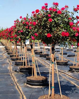 rosa radtko rose knock out double rose from kankakee nursery tree form roses