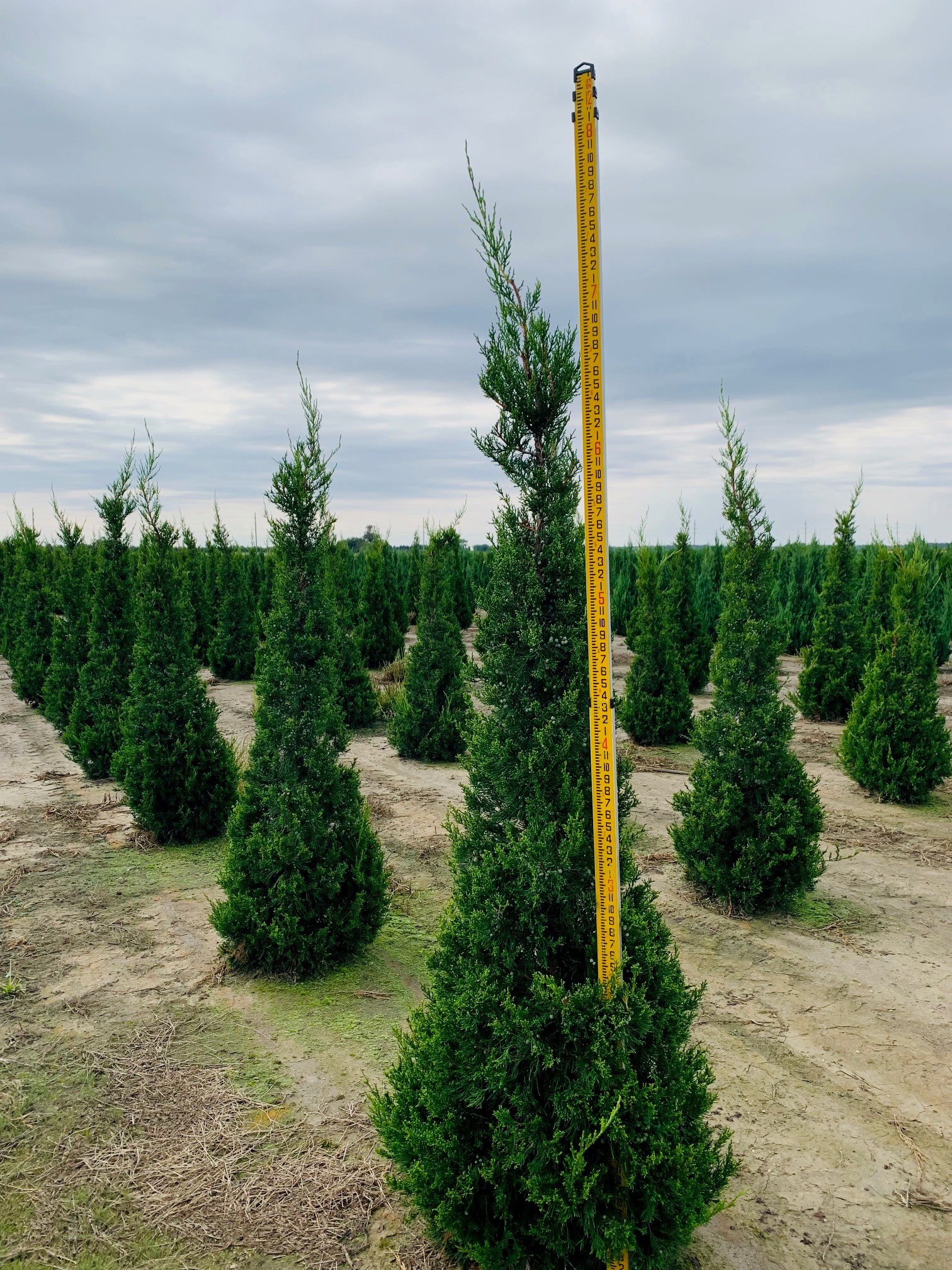 Juniperus chinensis 'Hetzii' Columnar Juniper 