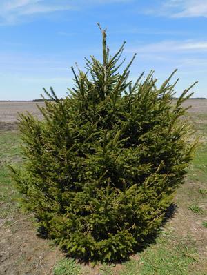 Picea abies Norway Spruce 