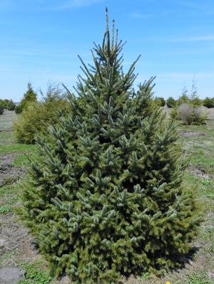 Picea omorika Serbian Spruce 