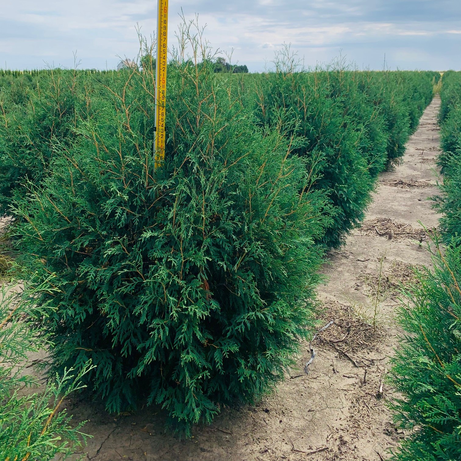 Thuja occidentalis Techny Arborvitae 