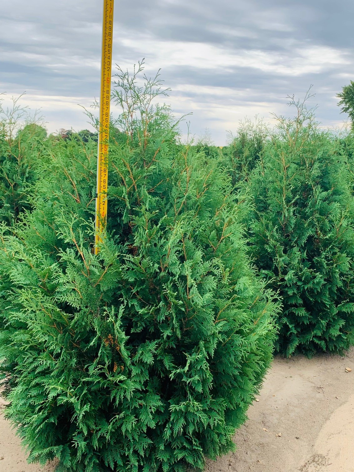 Thuja occidentalis 'Nigra' Dark Green Arborvitae 