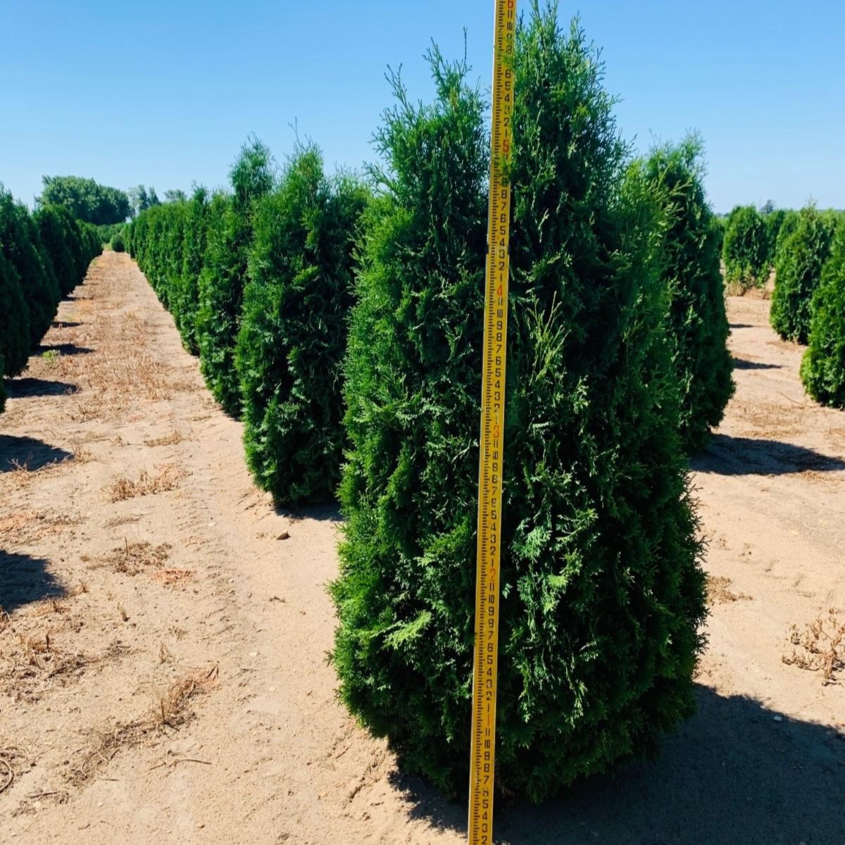 Thuja occidentalis 'Pyramidalis' Pyramidal Arborvitae 