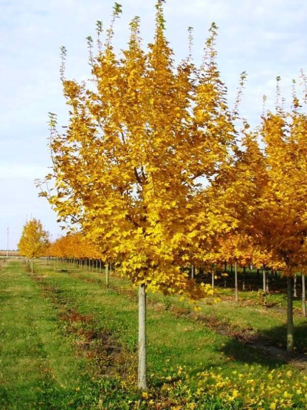 Acer platanoides Emerald Queen Norway Maple 