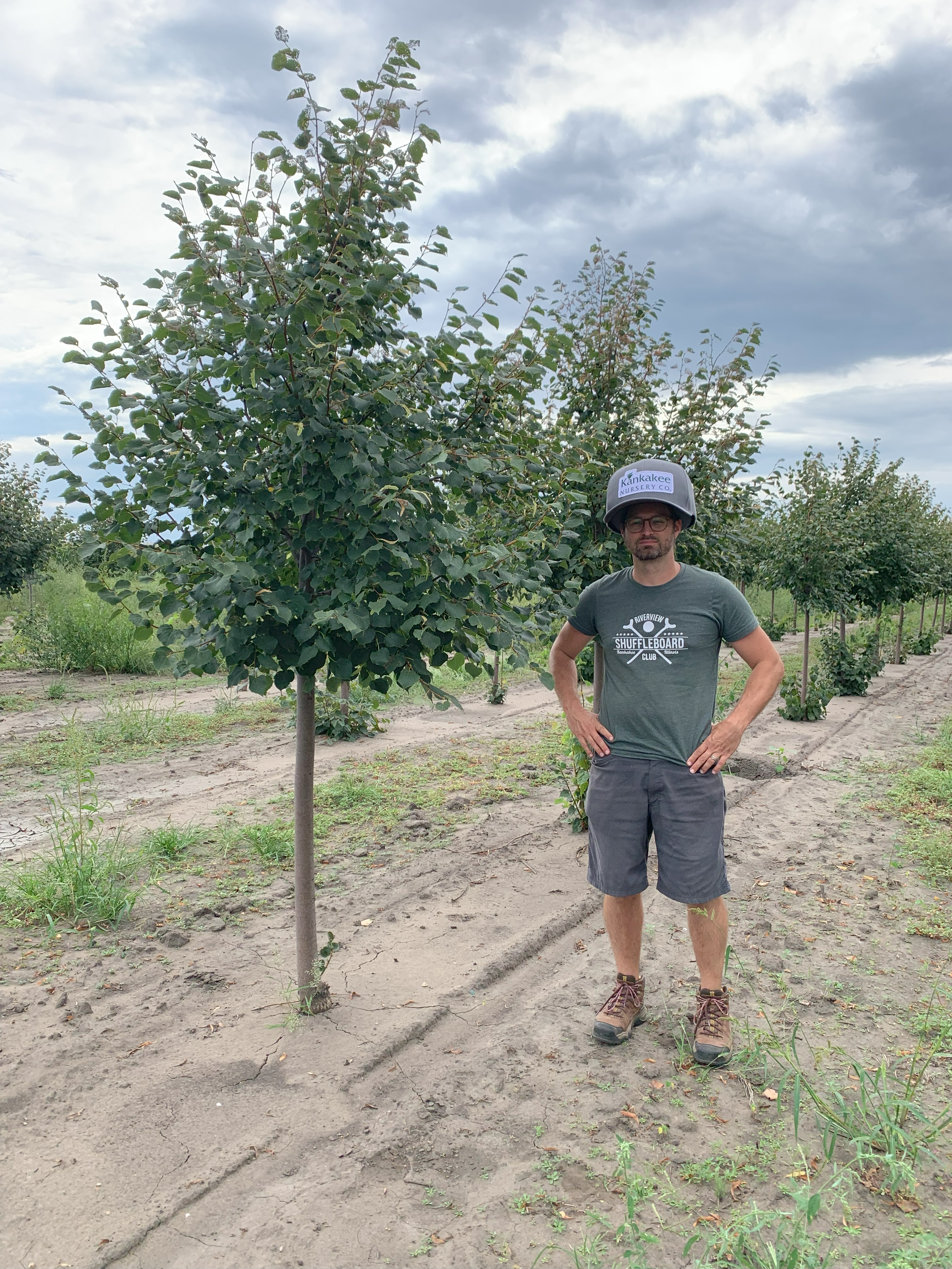 Tilia cordata Greenspire® Linden 