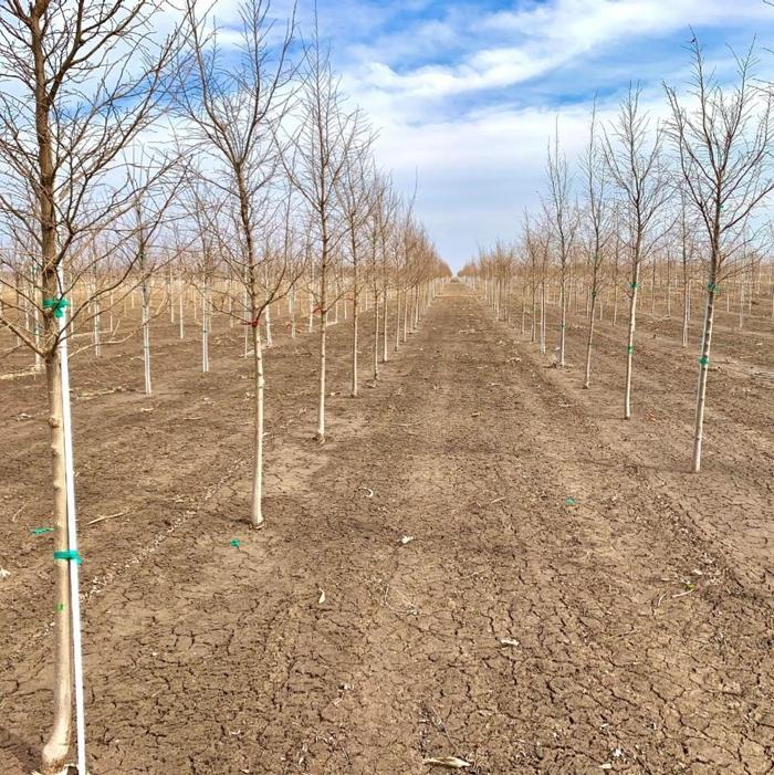 Ulmus carpinifolia v. parvifolia Frontier Elm 