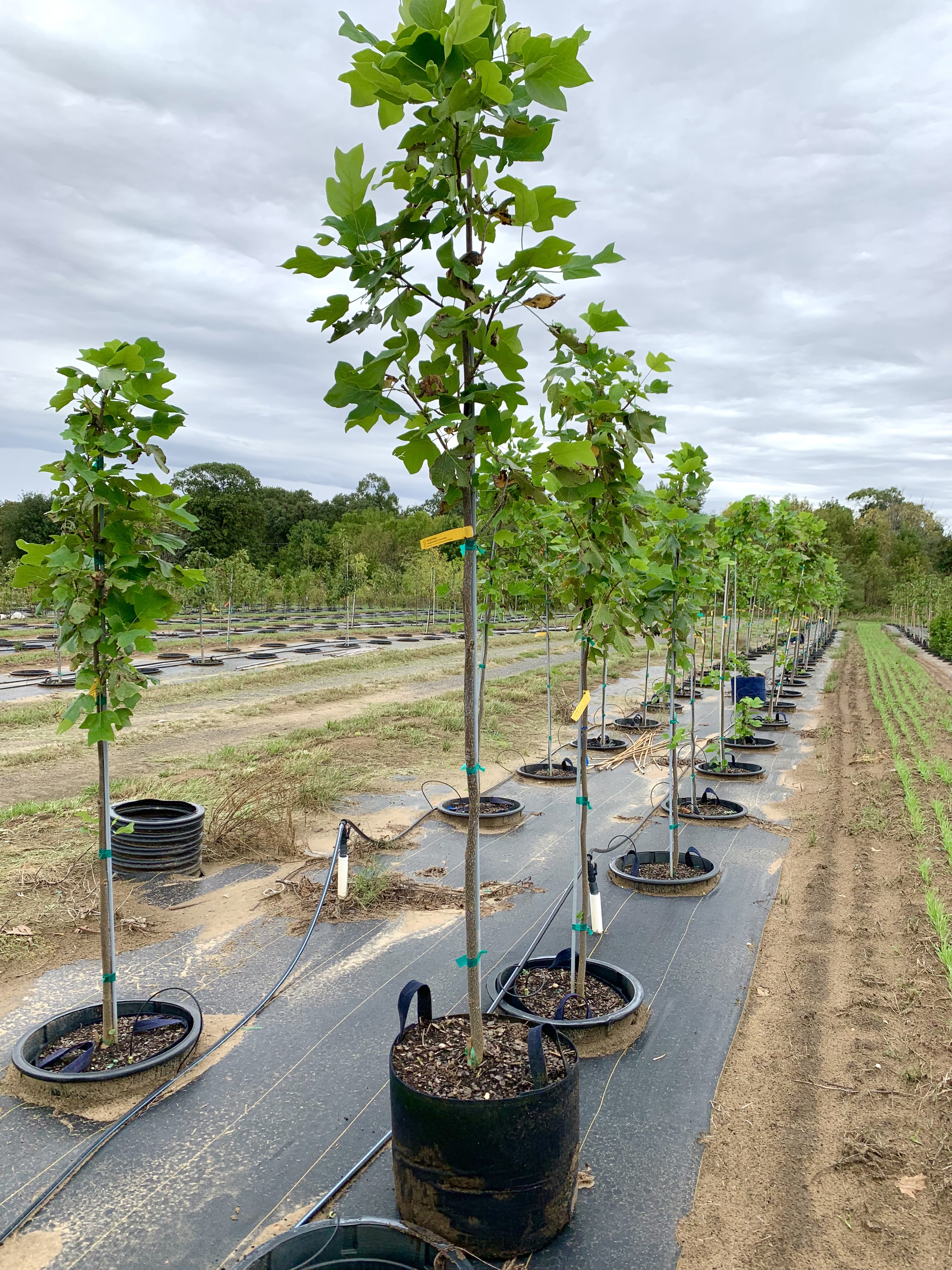 Liriodendron tulipifera Tulip Tree 