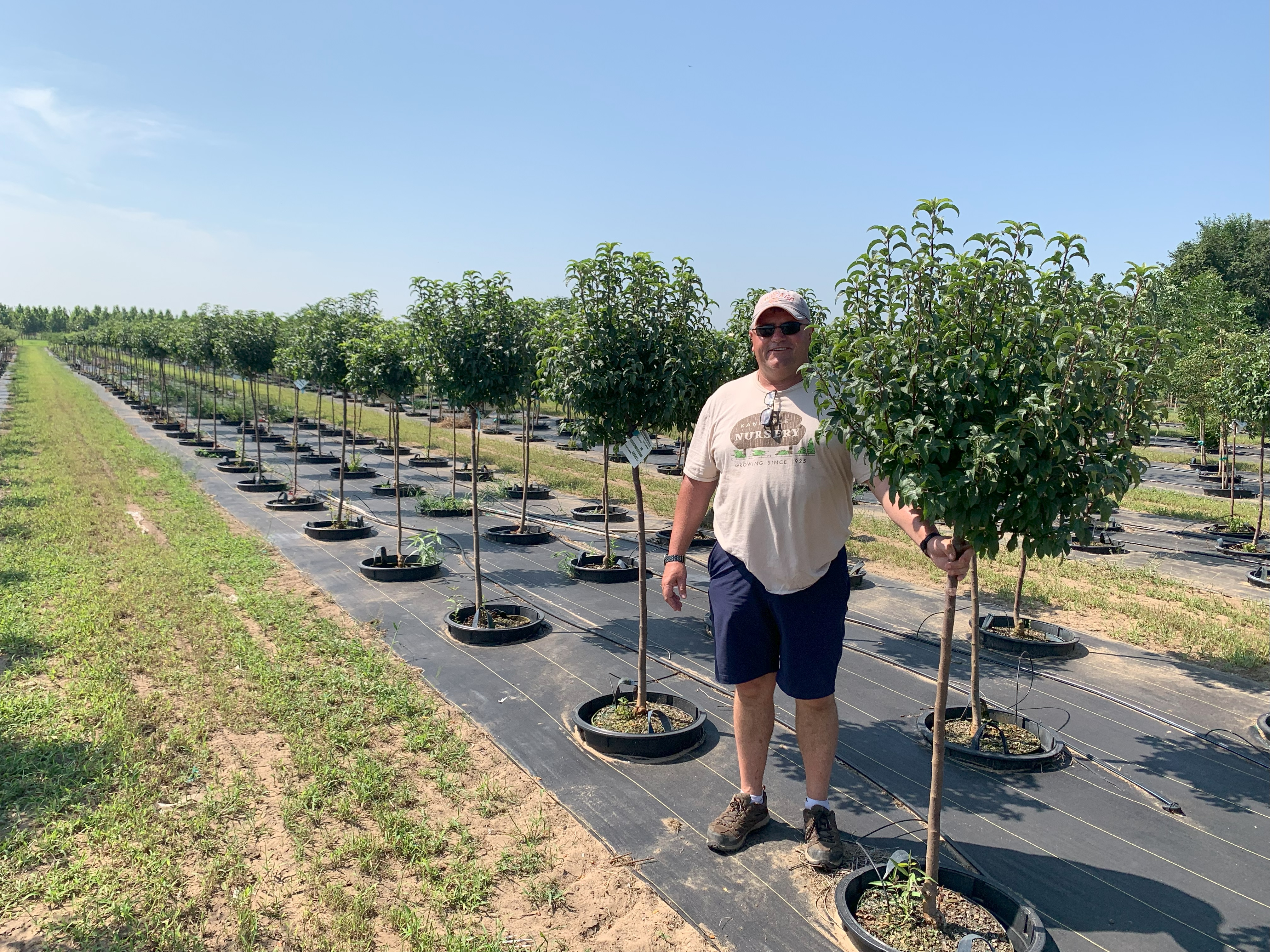 Malus 'Lollizam' Lollipop® Crabapple 