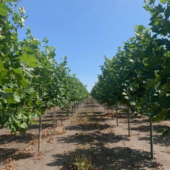 Platanus acerifolia 'Morton Circle' Exclamation!™ 