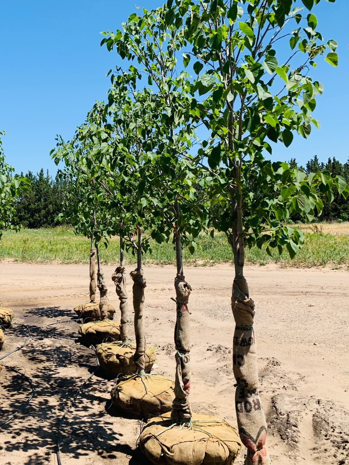 Tilia americana 'McKSentry' American Sentry® Linden 