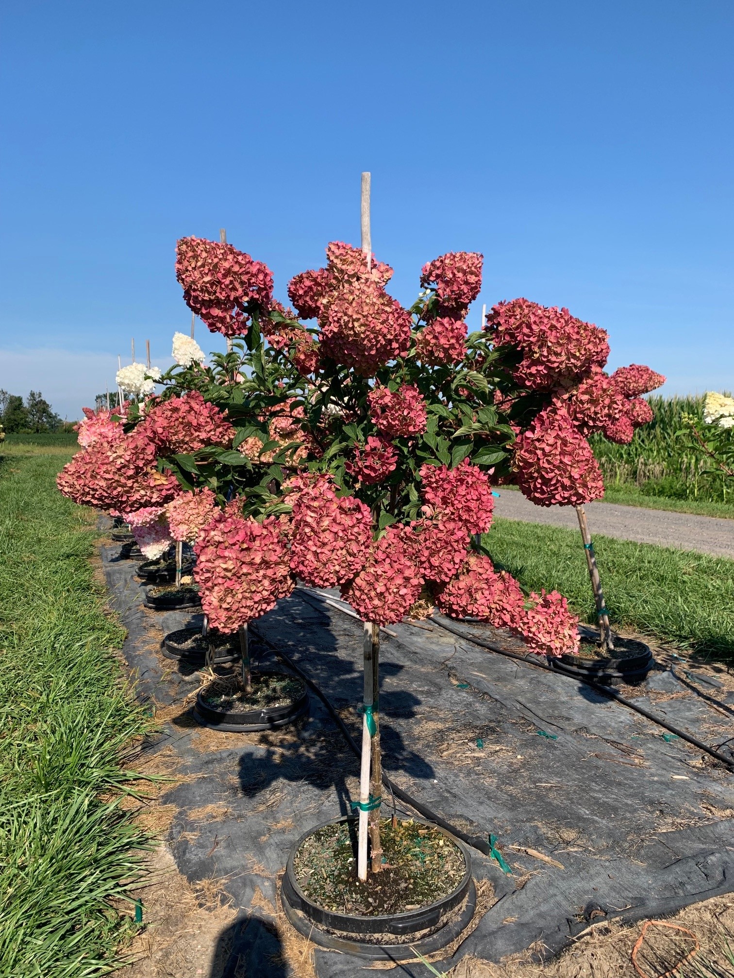 Hydrangea paniculata 'Renhy' Vanilla Strawberry™ First Editions® 