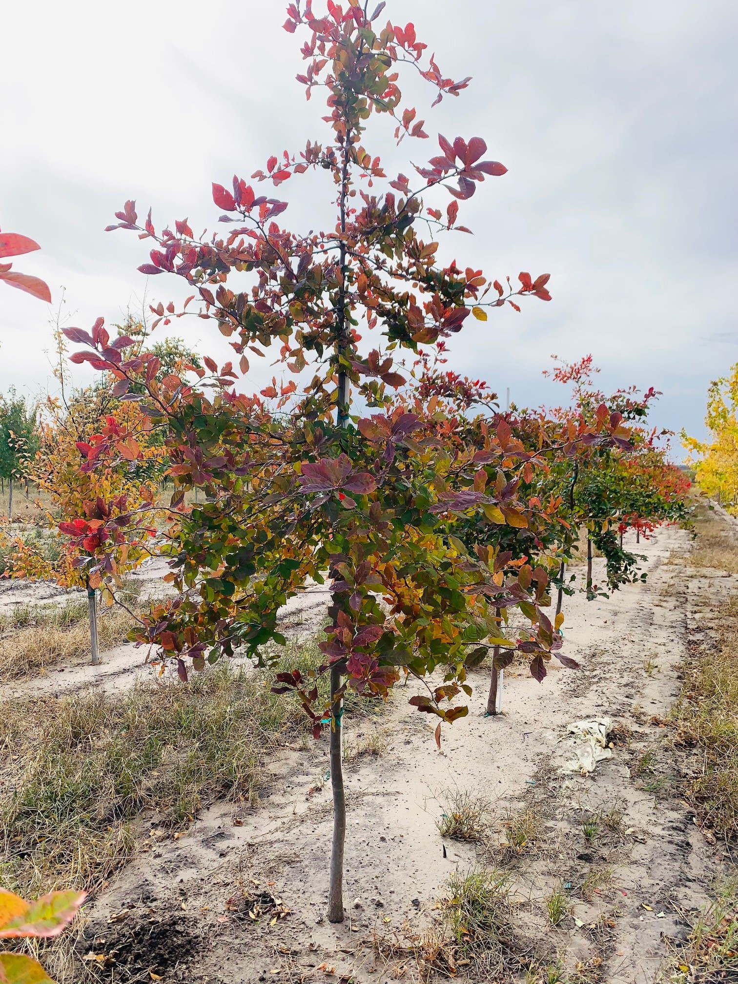 Nyssa sylvatica Black Tupelo (Blackgum) 