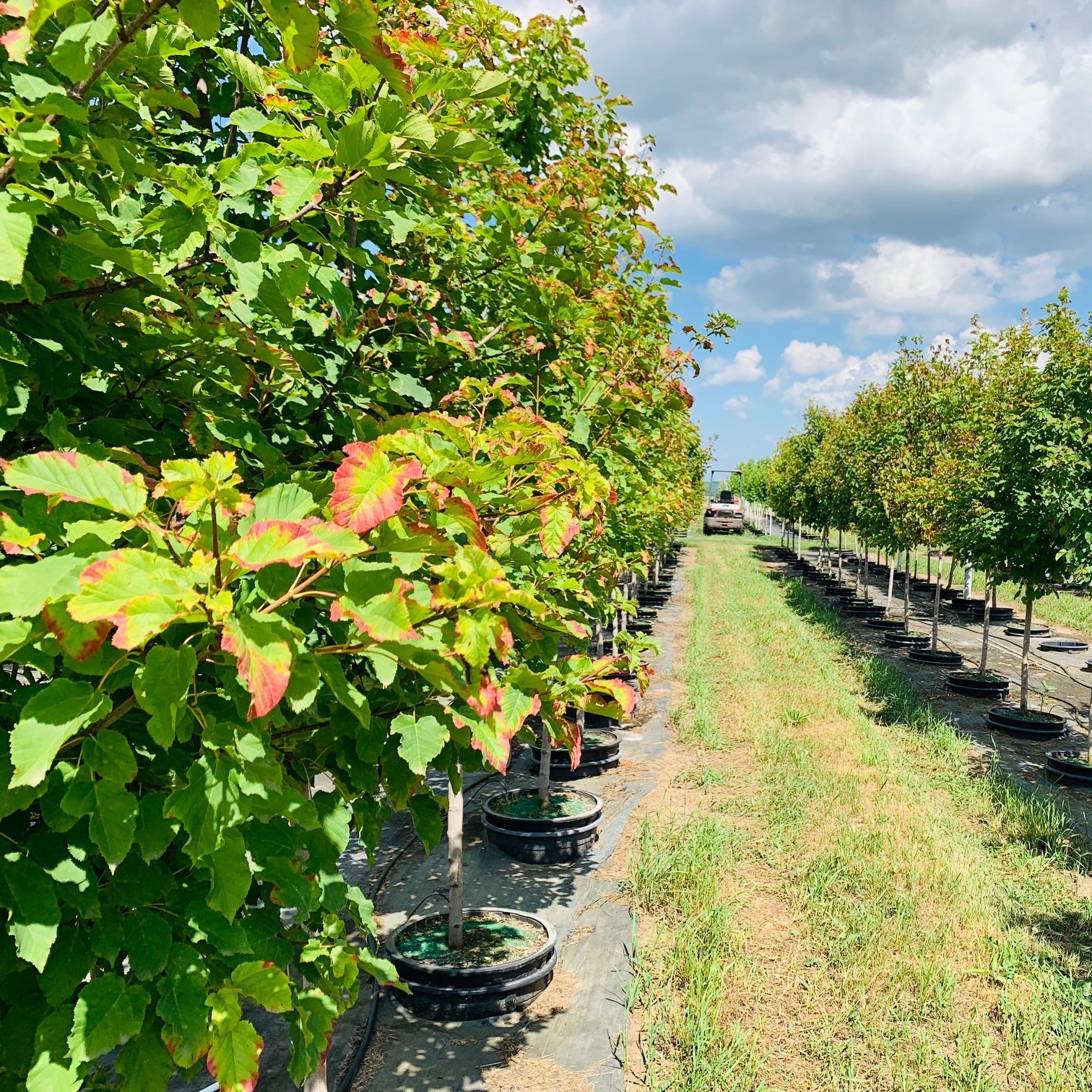 Acer tataricum 'Gar Ann' Hot Wings® Tatarian Maple 