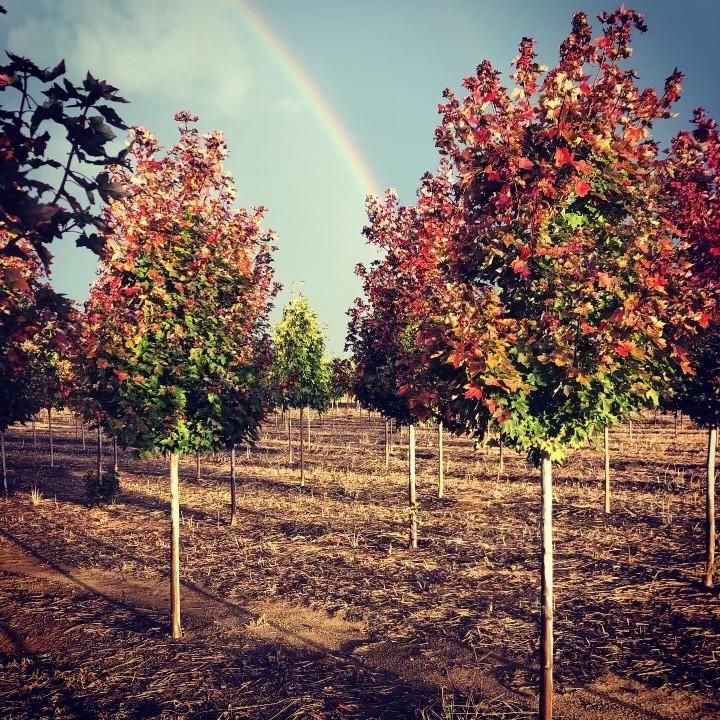 Acer rubrum 'Frank Jr.' <br> Redpointe® Red Maple JFS 