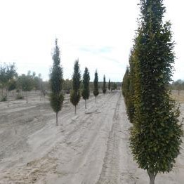 Zelkova serrata 'Musashino' 