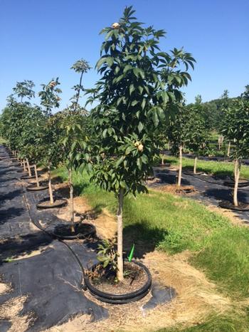 Aesculus glabra Ohio Buckeye 