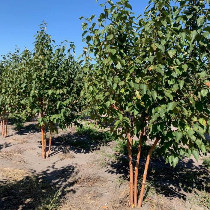 Betula papyrifera 'Oenci' Renaissance Oasis® Paper Birch 