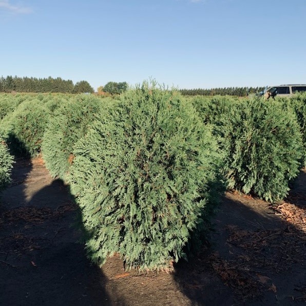 Thuja occidentalis 'Bailjohn' Technito® Arborvitae First Editions® 