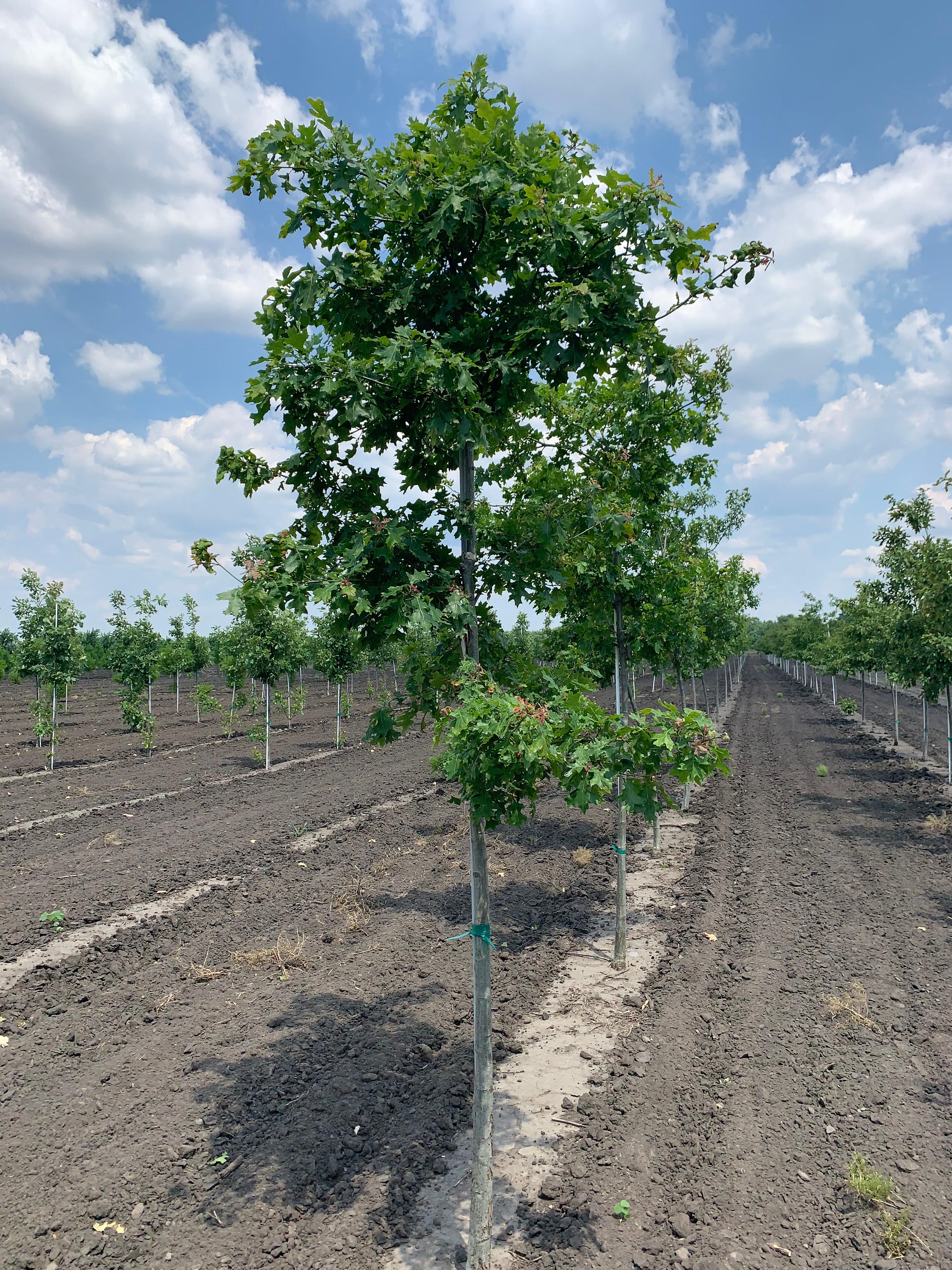 Quercus shumardii Shumard Oak 