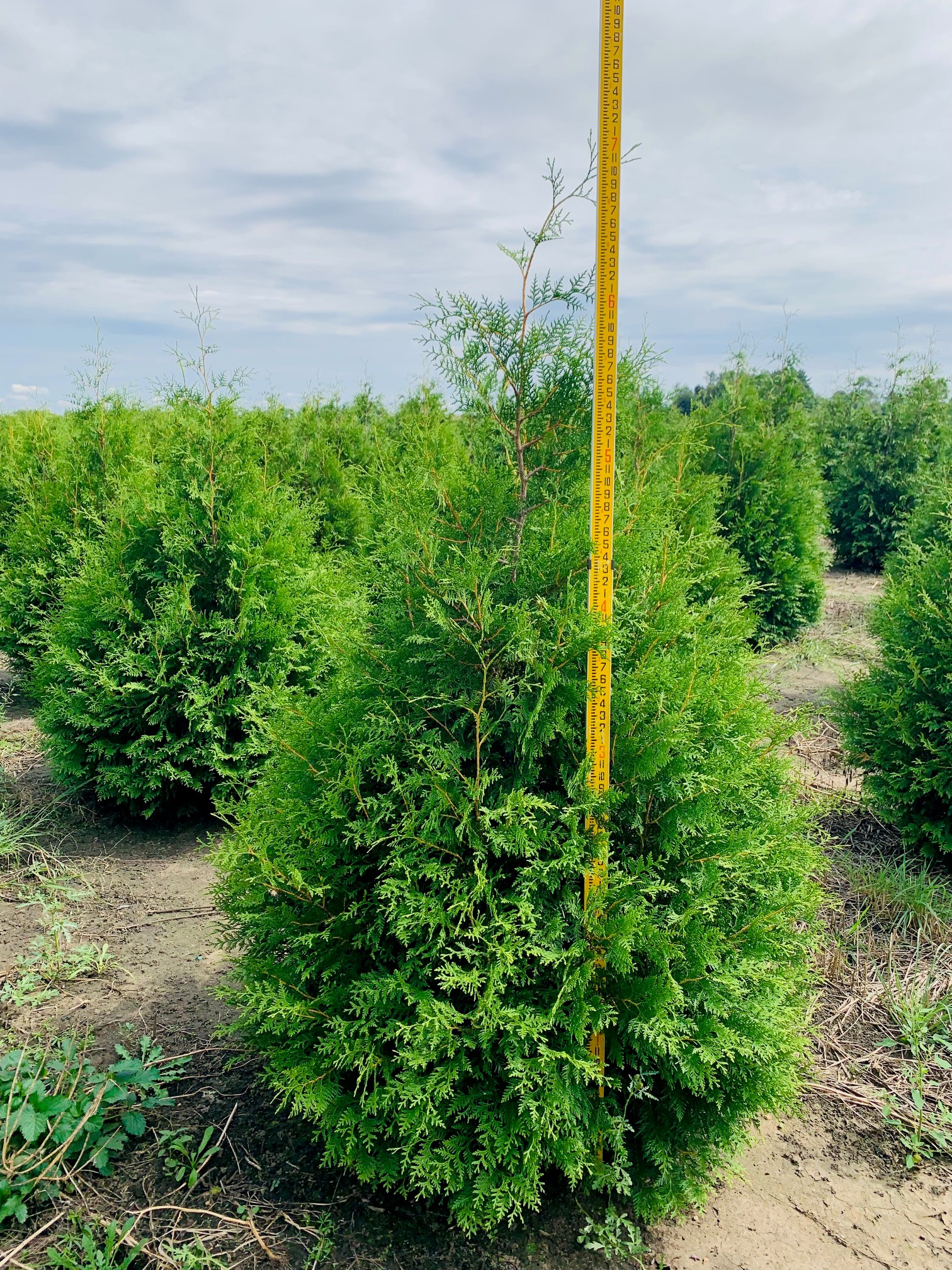 Thuja occidentalis Brabant Arborvitae 