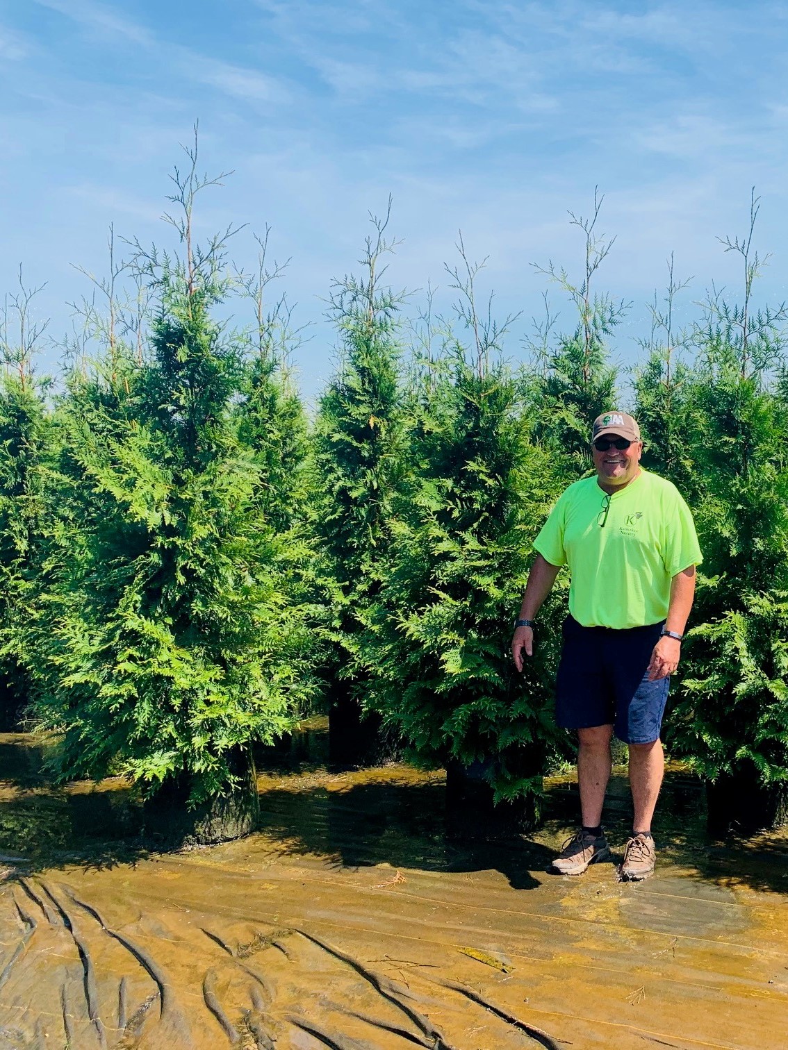 Thuja standishii x plicata Green Giant Arborvitae 