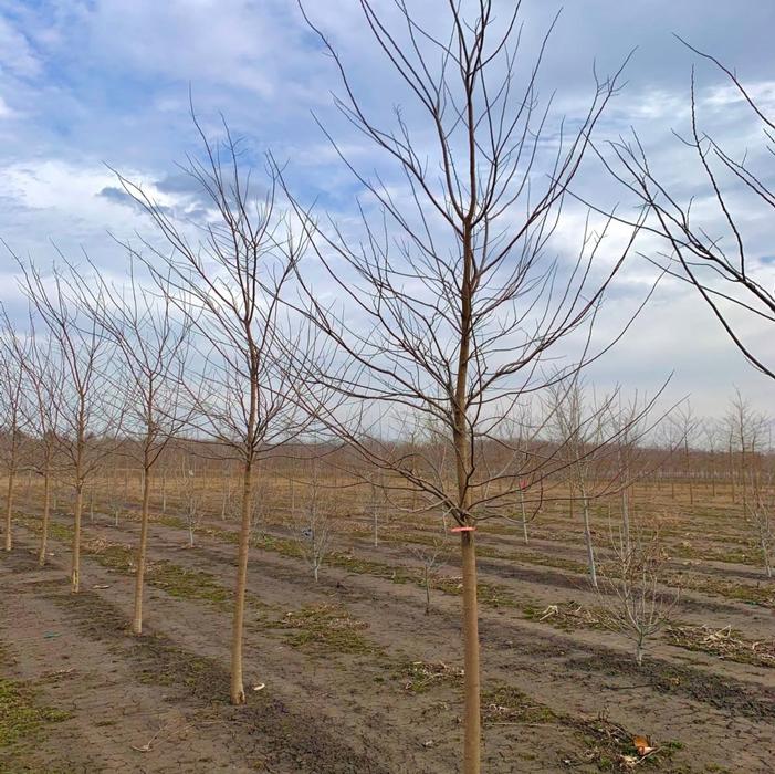 Celtis occidentalis Chicagoland Hackberry 