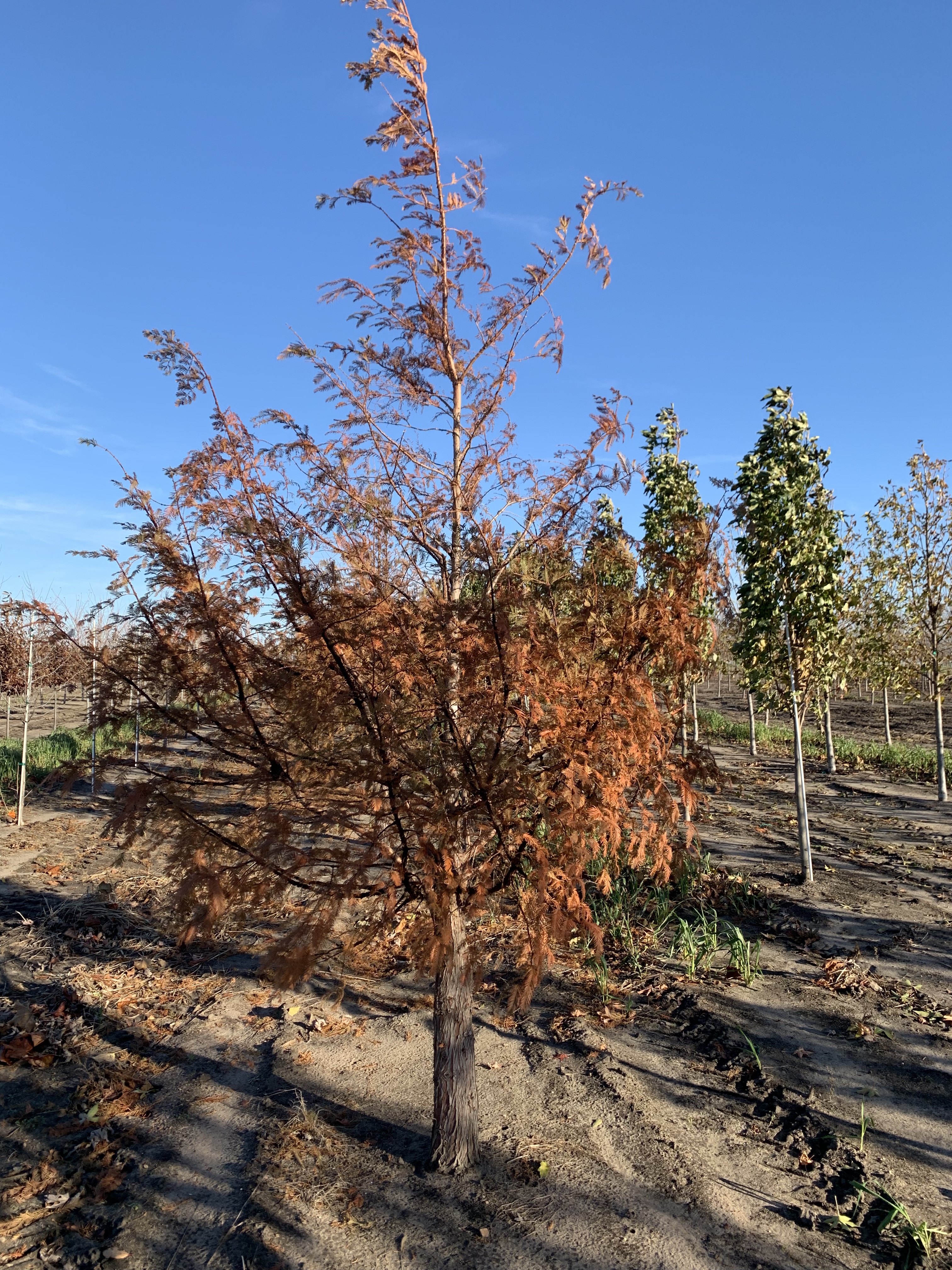 Metasequoia glyptostroboides Dawn Redwood 