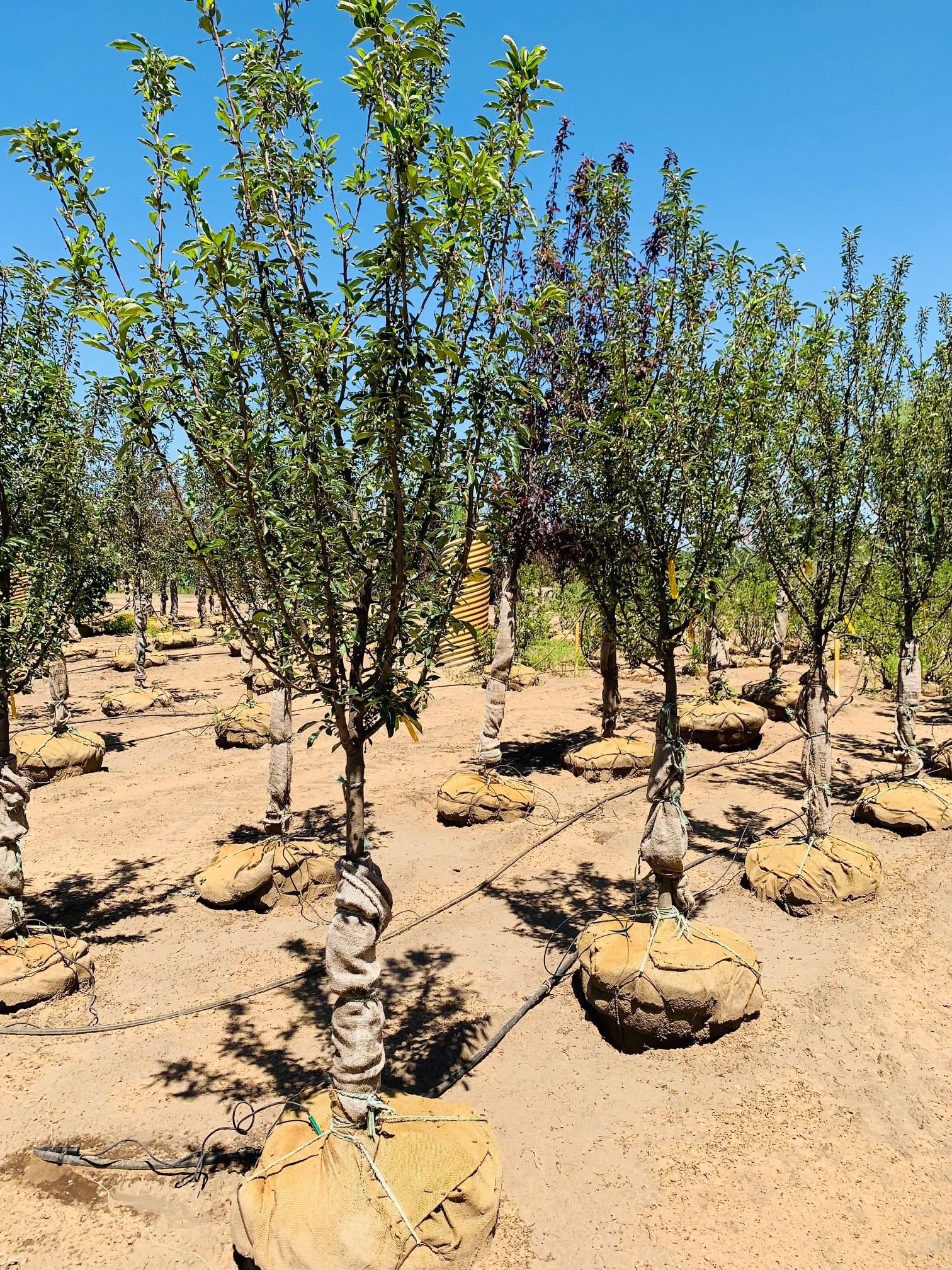 Malus Adirondack Crabapple 