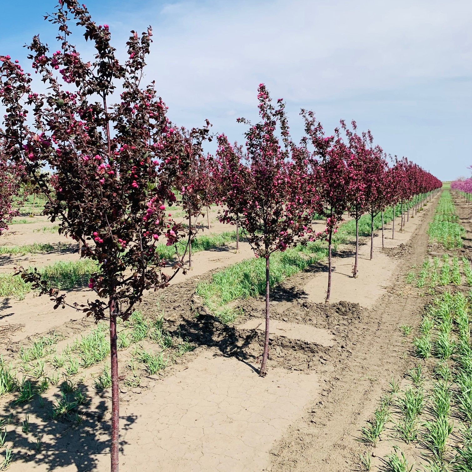 Malus Perfect Purple Crabapple 